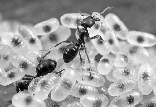 柴油能消除蚂蚁吗（柴油对蚂蚁有没有治理效果）-图3